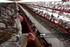 Davao del Sur regains bird flu-free status